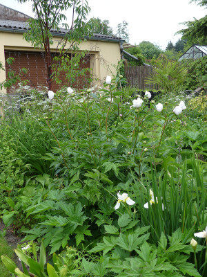 2020-06-04 Paeonia 'White Innocence'.jpg