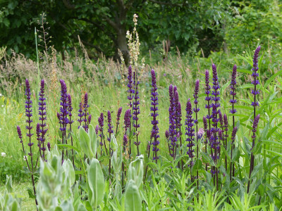 2020-06-05 Salvia 'Caradonna' 2.jpg