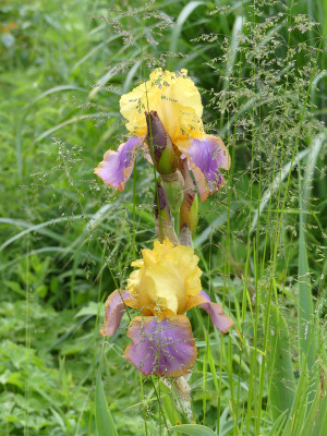 2020-06-05 Iris 1.jpg