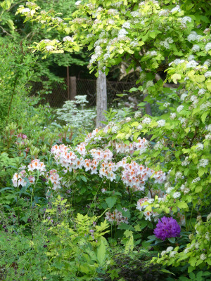 2020-06-05 Garteneinblick 1.jpg