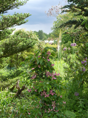 2020-06-05 Garteneinblick 9.jpg