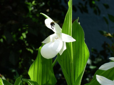 C.reginae mit Hummel.jpg