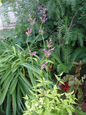 Agastache_Zitrone_Small.JPG