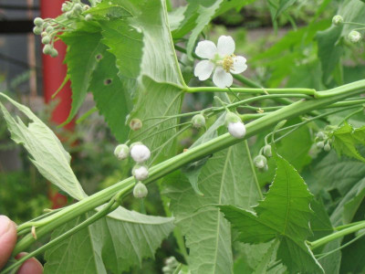IMG_0985a.jpg_Sida_hermaphrodita.jpg