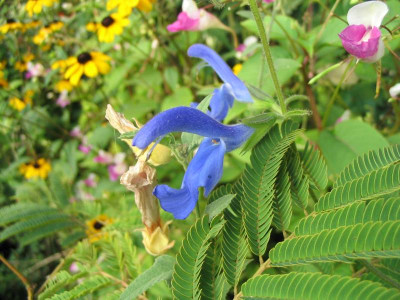 IMG_0135a.jpg_Salvia.jpg