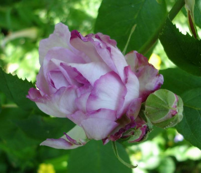 Reine_des_Violettes_Knospe.jpg