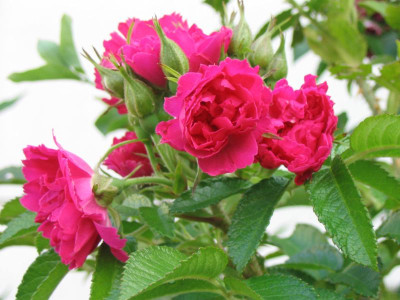 IMG_0129a.jpg_Nelkenrose.jpg