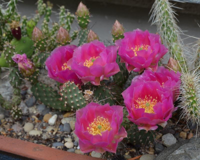 Opuntia-pin.20-3.jpg