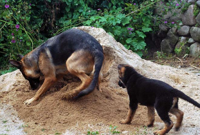 Sand3596.jpg