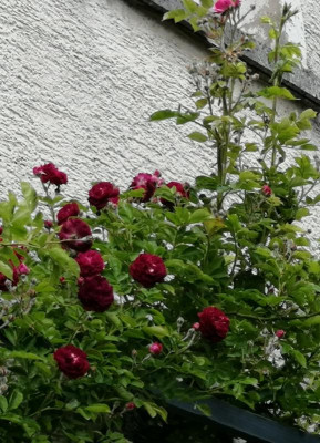 IMG_20200606_181227.jpg