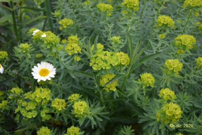 Euphorbia 2020b.jpg