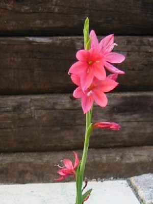 schizostylis_coccinea_crimson_flag.jpg