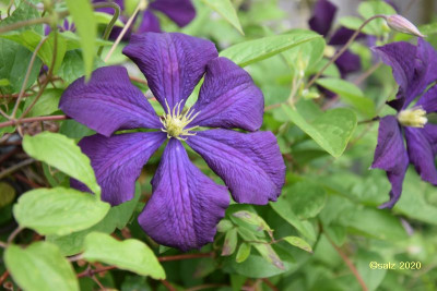 Clematis lostlabel 2020.jpg