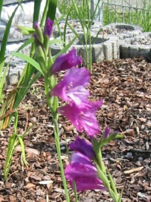 gladiolus_palustris_1.jpg