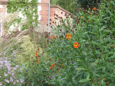 IMG_1293a.jpg_Helenium.jpg