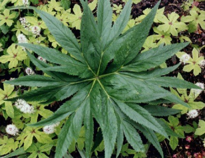 Helleborus_purpurascens_Blattaufsicht_klein.jpg