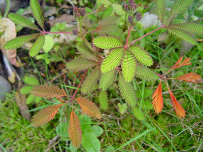 mimosa_pudica1.jpg