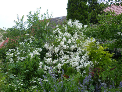2019-06-12 Rosen 'Guirlande d'Amour' 2.jpg