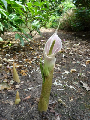 Arisaema candidissimum Juni 2020.JPG