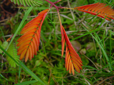 mimosa_pudica2.jpg