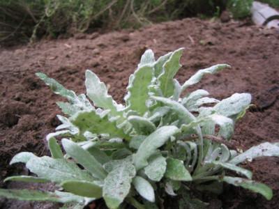 Salvia_unknown_20070821_02.jpg