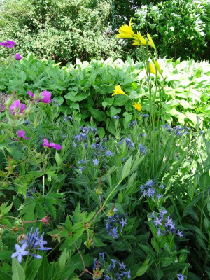 Amsonia Hemerocallis Geranium Juni 2020.JPG