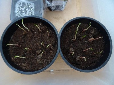 Asimina triloba Germination June 2020.JPG