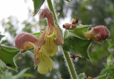 Salvia_nubicola_20070821.jpg