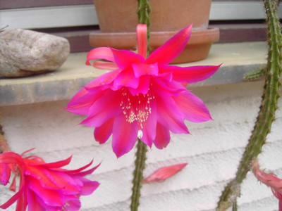 PICT2945.JPG