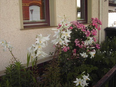 PICT2965.JPG