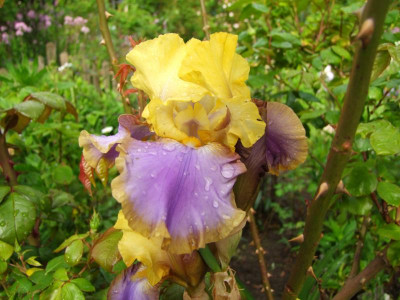 2020_0308JunianfangIrisRosen0012.JPG