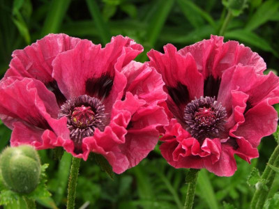 2020_0308JunianfangIrisRosen0048.JPG