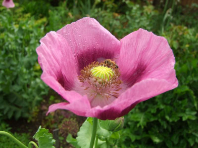 2020_0308JunianfangIrisRosen0080.JPG