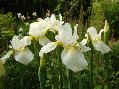 2020_0308JunianfangIrisRosen0015.JPG