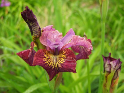 2020_0308JunianfangIrisRosen0027.JPG