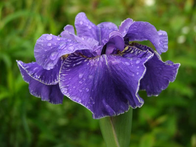 2020_0308JunianfangIrisRosen0034.JPG