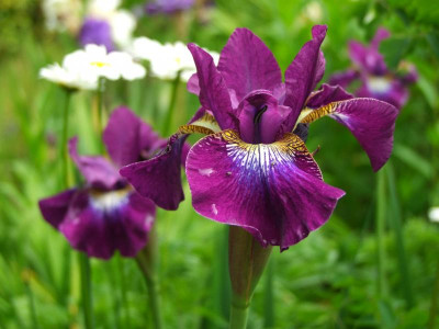 2020_0308JunianfangIrisRosen0220.JPG