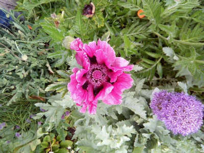 Mohnblumen-Juni-2020_7.jpg