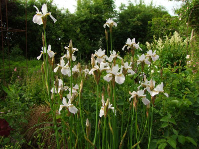 2020_0308JunianfangIrisRosen0031.JPG