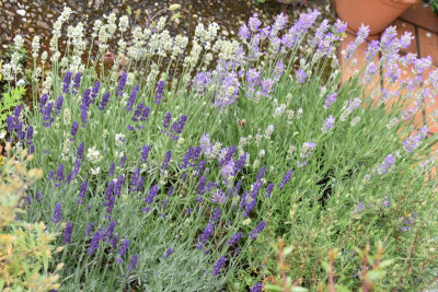 eibe, lavendel, oleander 003.JPG