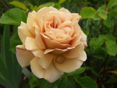 2020_0308JunianfangIrisRosen0134.JPG