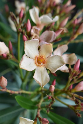 eibe, lavendel, oleander 005.JPG