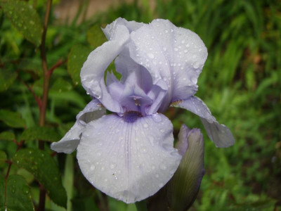 2020_0308JunianfangIrisRosen0022.JPG