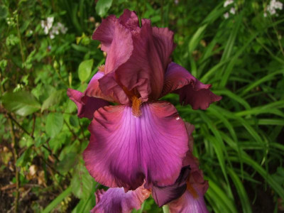 2020_0308JunianfangIrisRosen0061.JPG