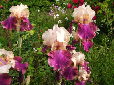 2020_0308JunianfangIrisRosen0045.JPG