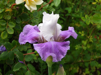 2020_0308JunianfangIrisRosen0084.JPG