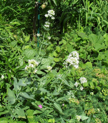 Weisse Spornblume 2020.jpg