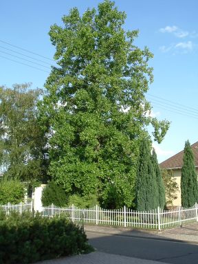 Liriodendron.jpg