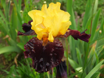 2020_0308JunianfangIrisRosen0139.JPG