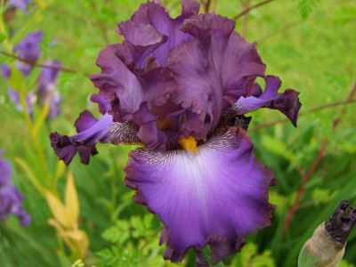 2020_0308JunianfangIrisRosen0168.JPG